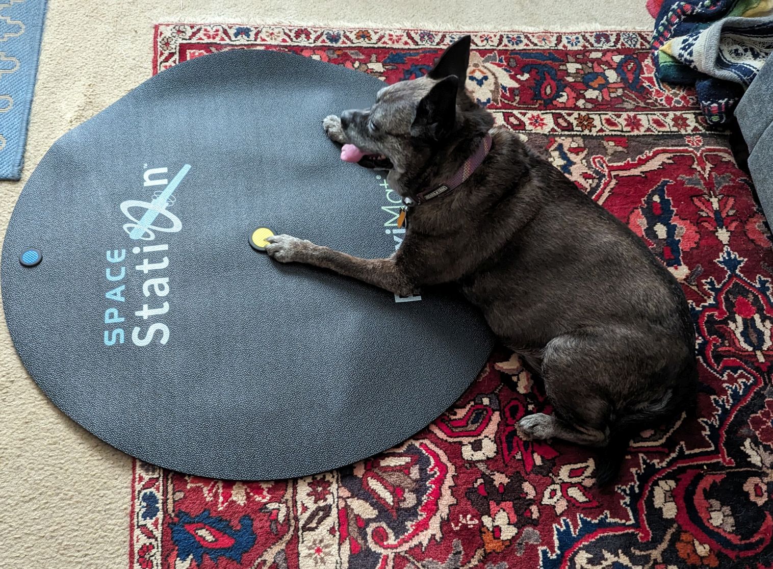 Lola the dog laying on the VR pad I use for my workouts