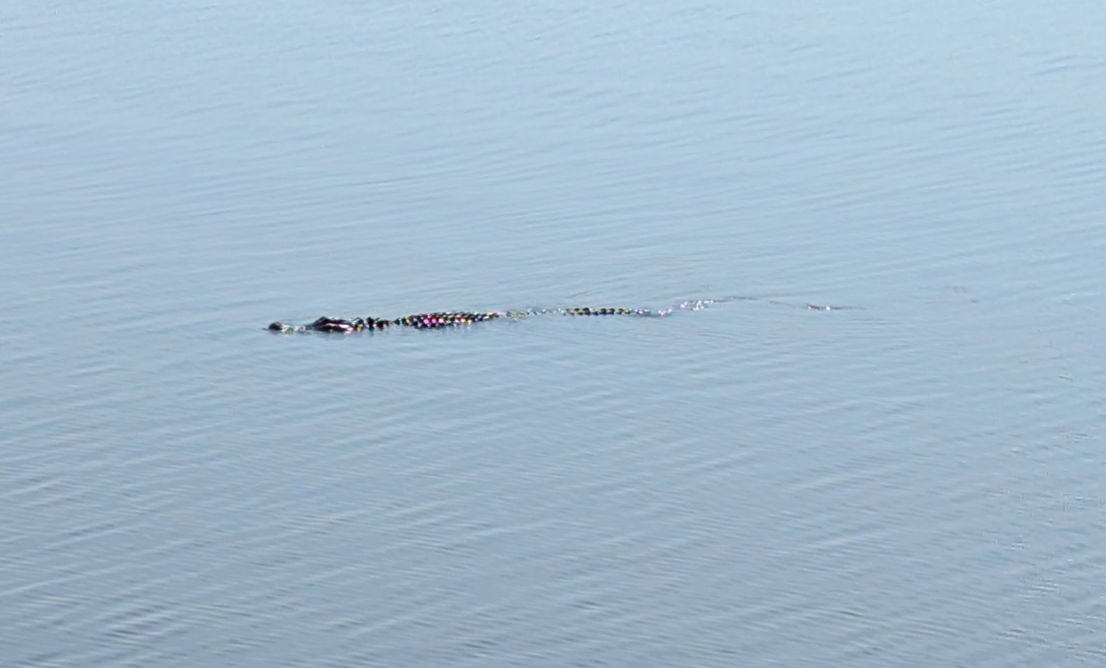 Poor quality image of an alligator swimming in a river